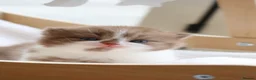 British Shorthair cats for sale: British Shorthair Kittens - Registered & Licensed - Advert 13