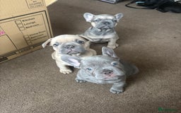 French Bulldog dogs for sale: **READY NOW**French bulldog puppies READY NOW - Image 26