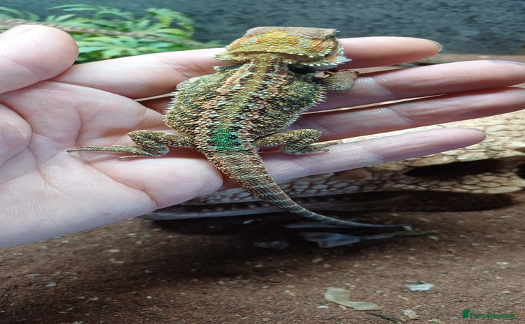 Bearded Dragon reptiles - Advert 5