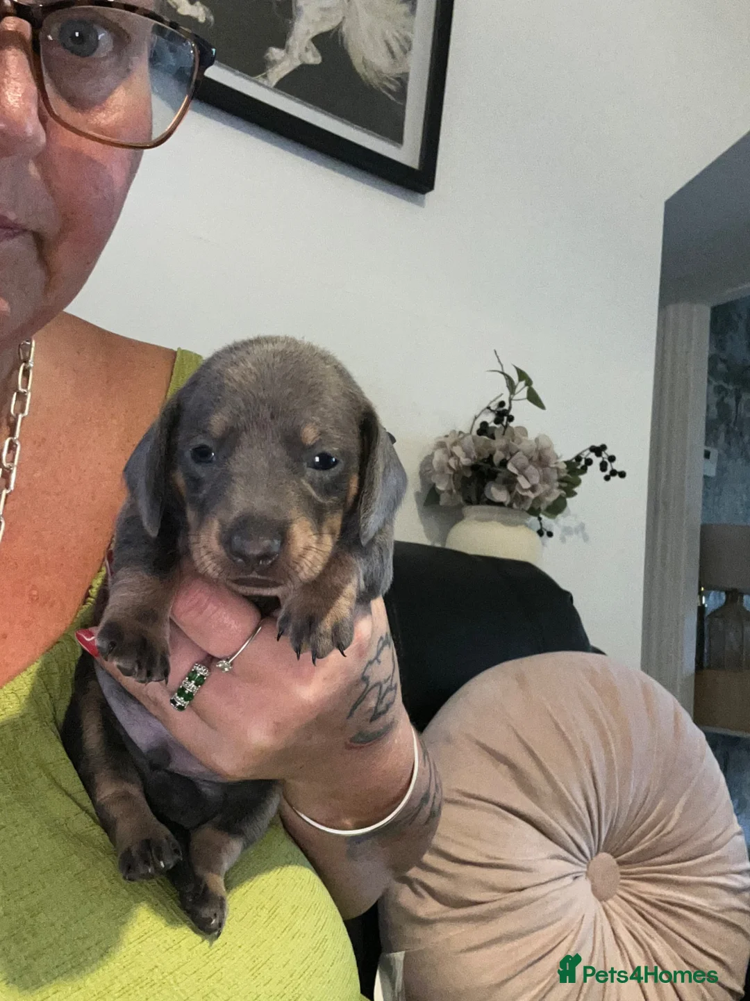 Dachshund dogs for sale: Dachshund  - Advert 11