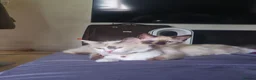Ragdoll cats for sale: 3 Cute Ragdoll kittens - Advert 31