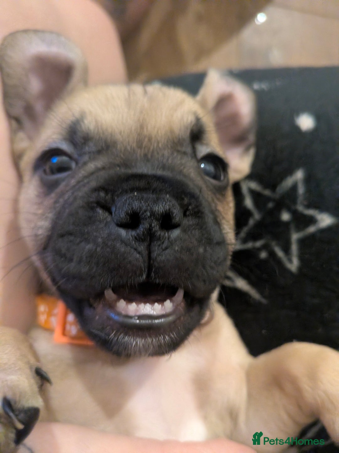 Mixed Breed dogs for sale: Puppy Northern Ireland  - Advert 13