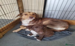 Mixed Breed dogs for sale: Huntaway cross border collie pups - Image 7