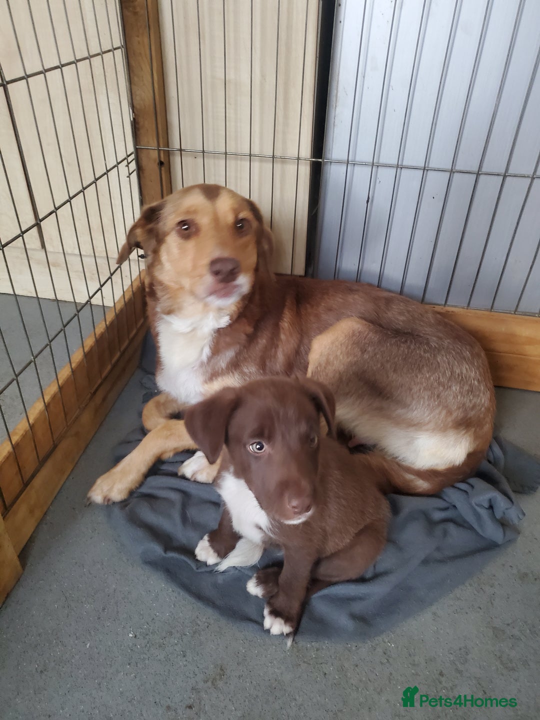 Mixed Breed dogs for sale: Huntaway cross border collie pups - Image 7