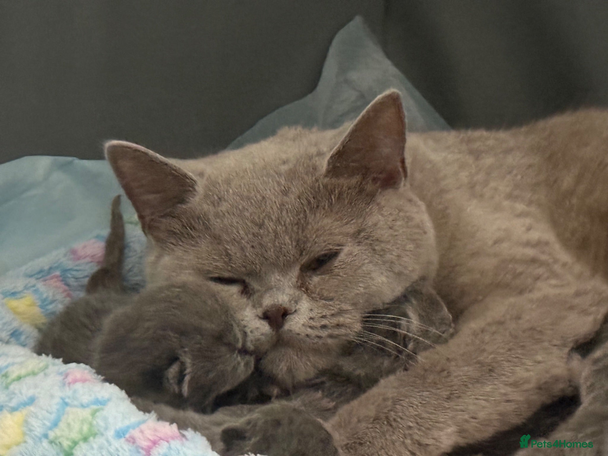 British Shorthair cats Gorgeous British Short Hair - Advert 1