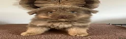German Shepherd dogs for sale: German Shepherd Puppies Liver Tan Isabella Tan  - Advert 14