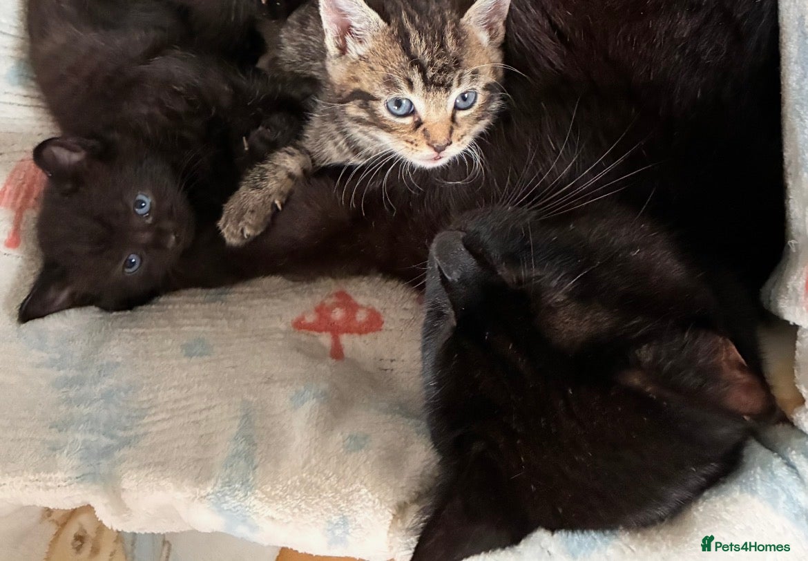 Mixed Breed cats Beautiful Kittens for sale - Advert 13