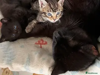 Mixed Breed cats Beautiful Kittens for sale - Advert 6