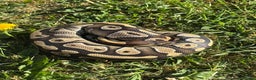 Python Snake reptiles for sale: Female mojave 1.5 year approx  - Advert 7