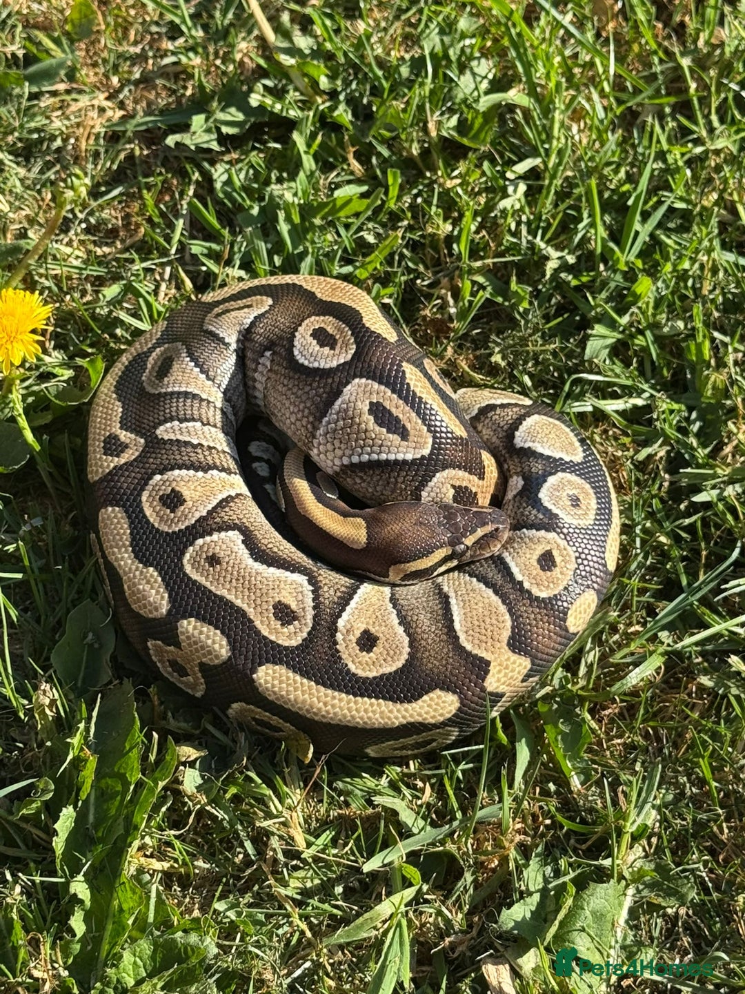 Python Snake reptiles for sale: Female mojave 1.5 year approx  - Advert 7