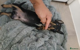 Chiweenie dogs for sale: Ready now 7 xsmall chiweenies fur babies  - Image 15