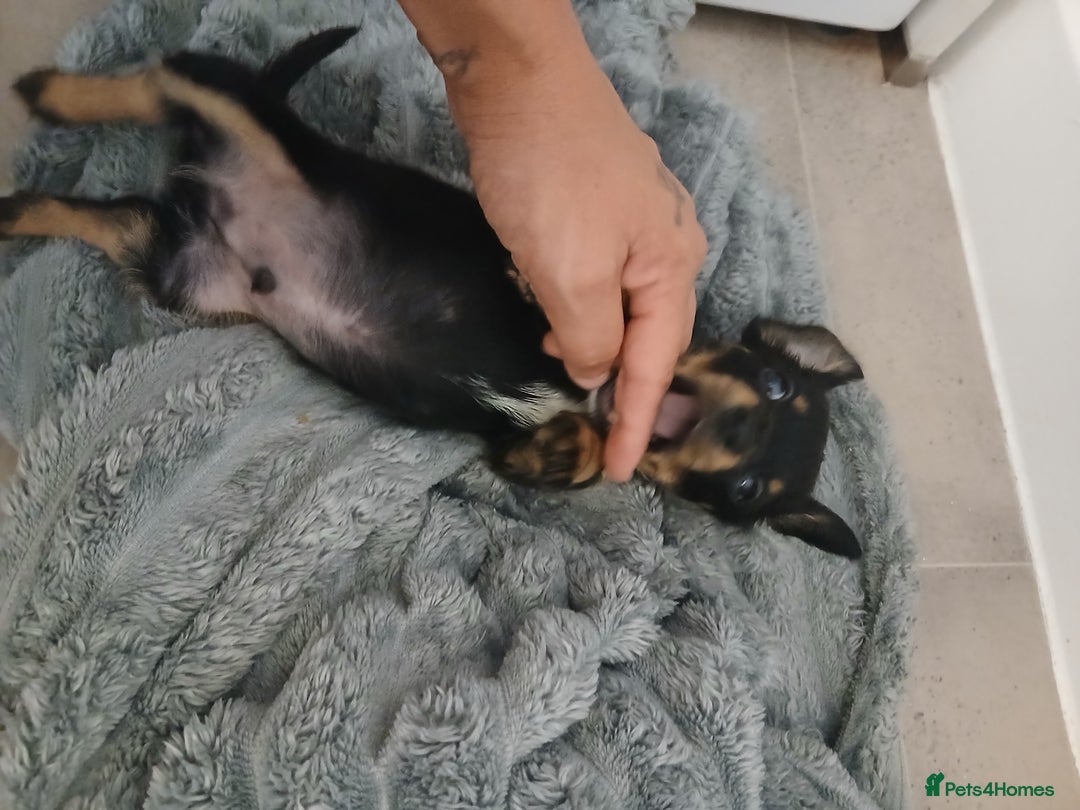 Chiweenie dogs for sale: Ready now 7 xsmall chiweenies fur babies  - Image 15