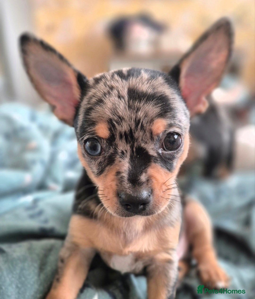 Chihuahua dogs for sale: Merle chihuahua boy - Advert 5