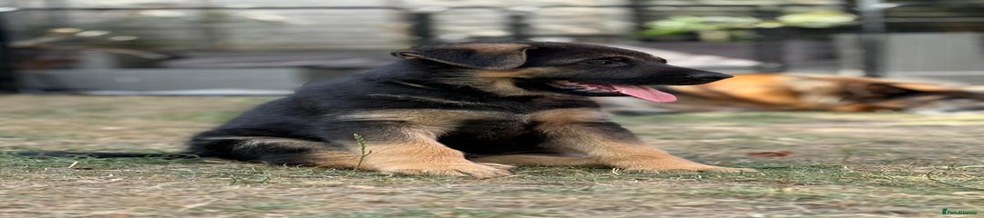 German Shepherd Puppy 2