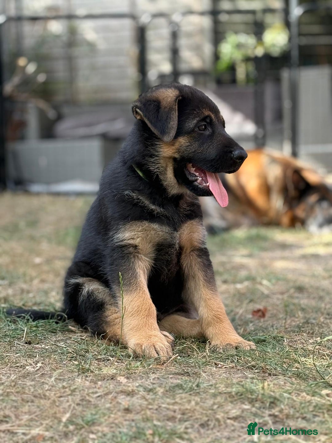 German Shepherd dogs for sale: German shepherd puppies for sale - Image 2