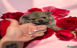 Pomeranian dogs for sale: Teddy Bear poms  - Advert 4