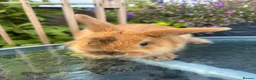 Mini Lop rabbits for sale: Mini lop / Mini lop cross orange / black bunnies - Advert 23
