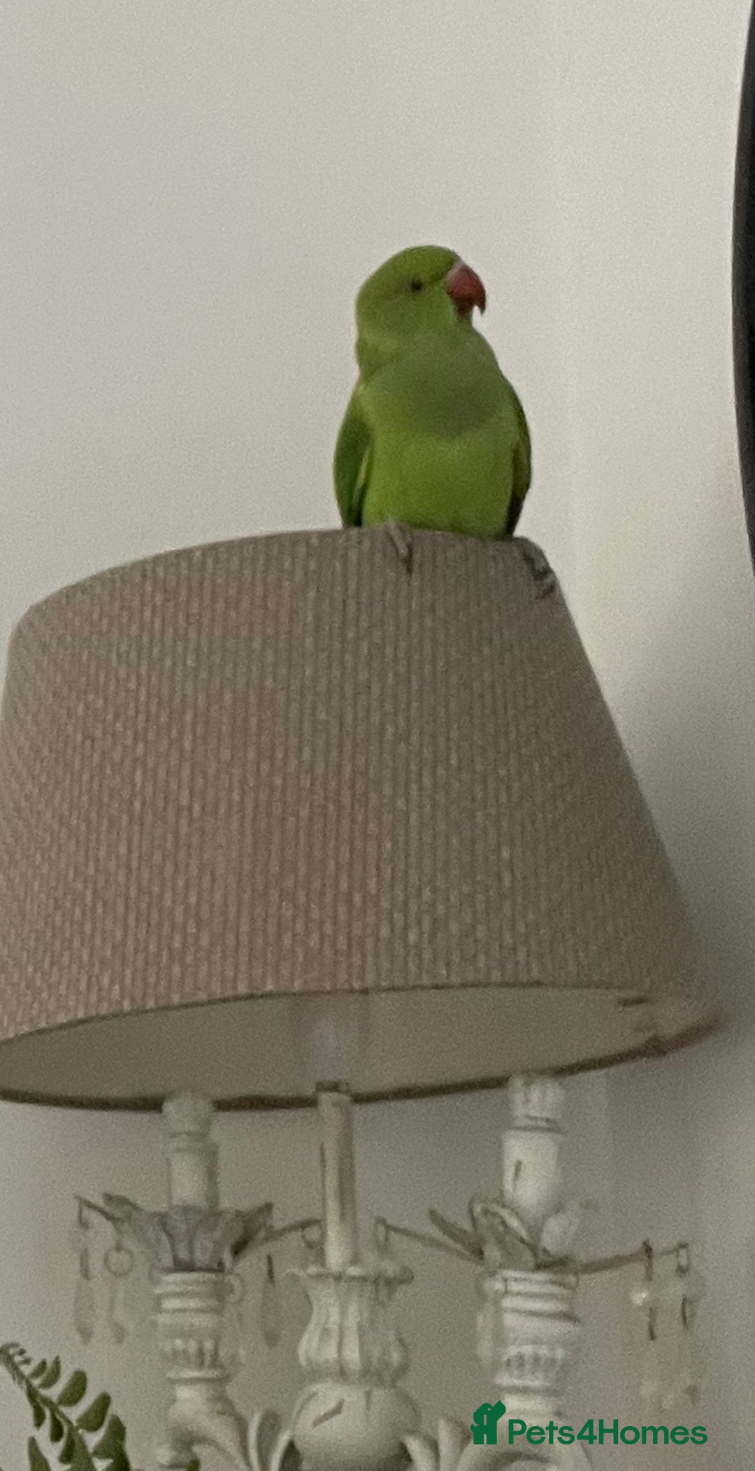 Ringnecks birds for sale: Green Indian Ringneck  - Image 6