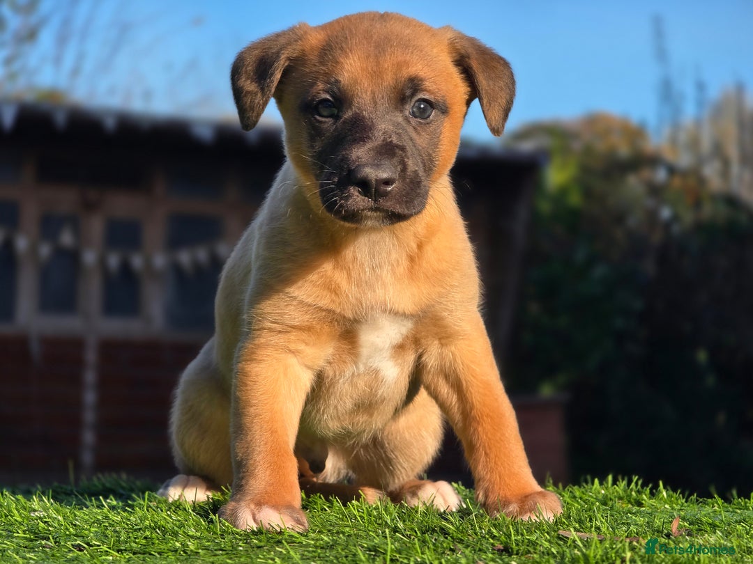 Whippet dogs for sale: Raven & Dobby   kc whippets - Advert 5