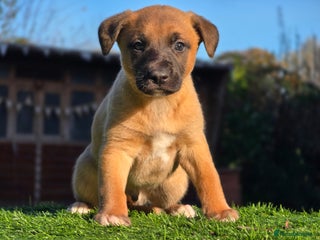 Whippet dogs Litter of two kc whippets. One available - Advert 12