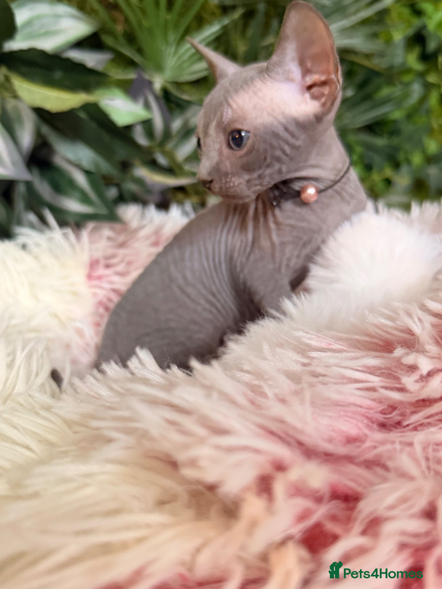Sphynx Kitten 1