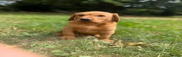 Labrador Retriever dogs for sale: Kc reg ftch Labrador puppies - Advert 12