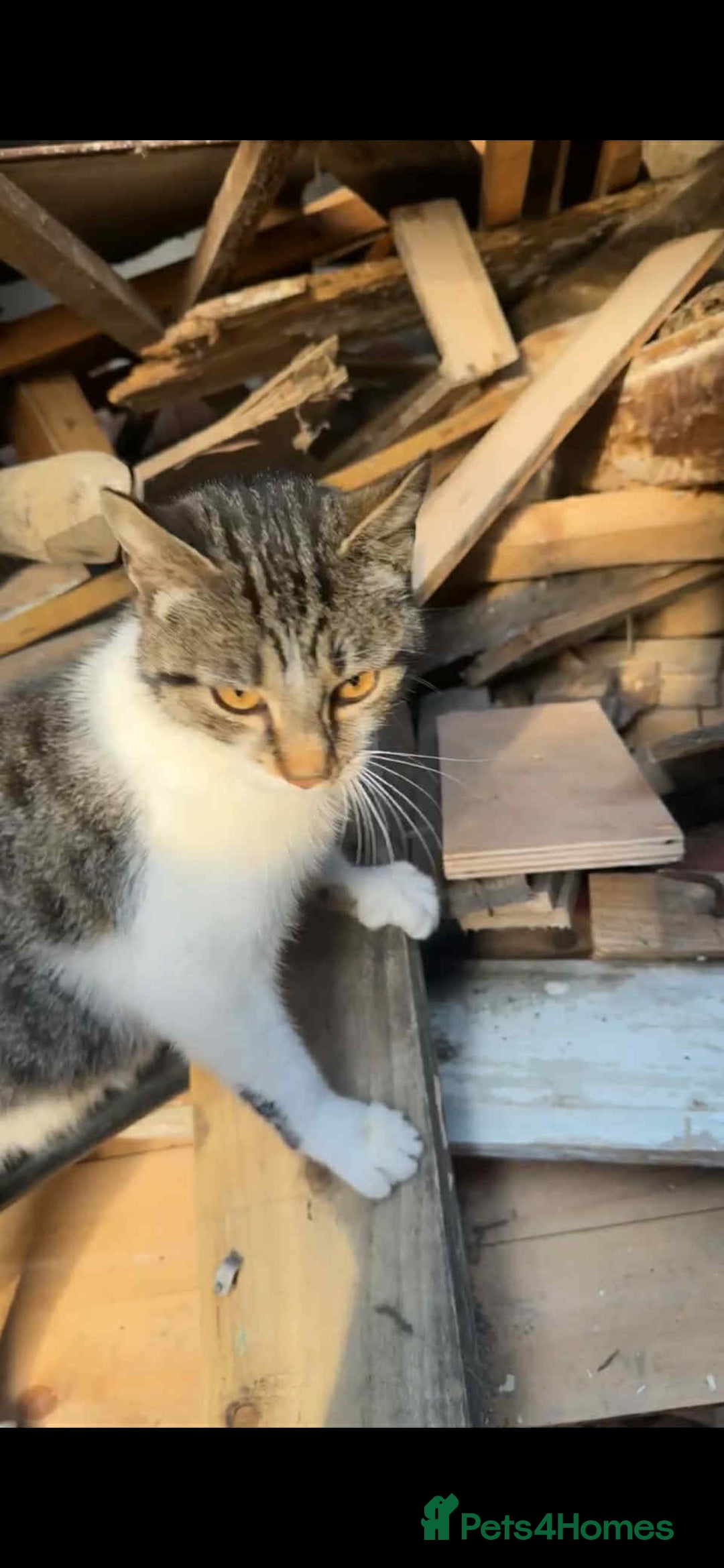 Mixed Breed cats for sale: Kittens for Free - Advert 5