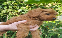 Cavapoo dogs for sale: Deep red Cavapoo puppies - Image 7