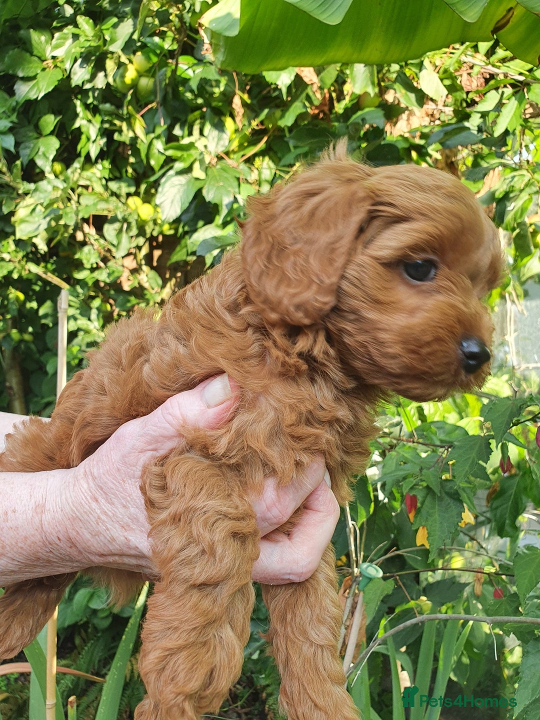 Cavapoo dogs for sale: Deep red Cavapoo puppies - Image 7