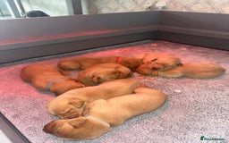 Labrador Retriever dogs for sale: KC Labrador puppies  in Morpeth - Image 12