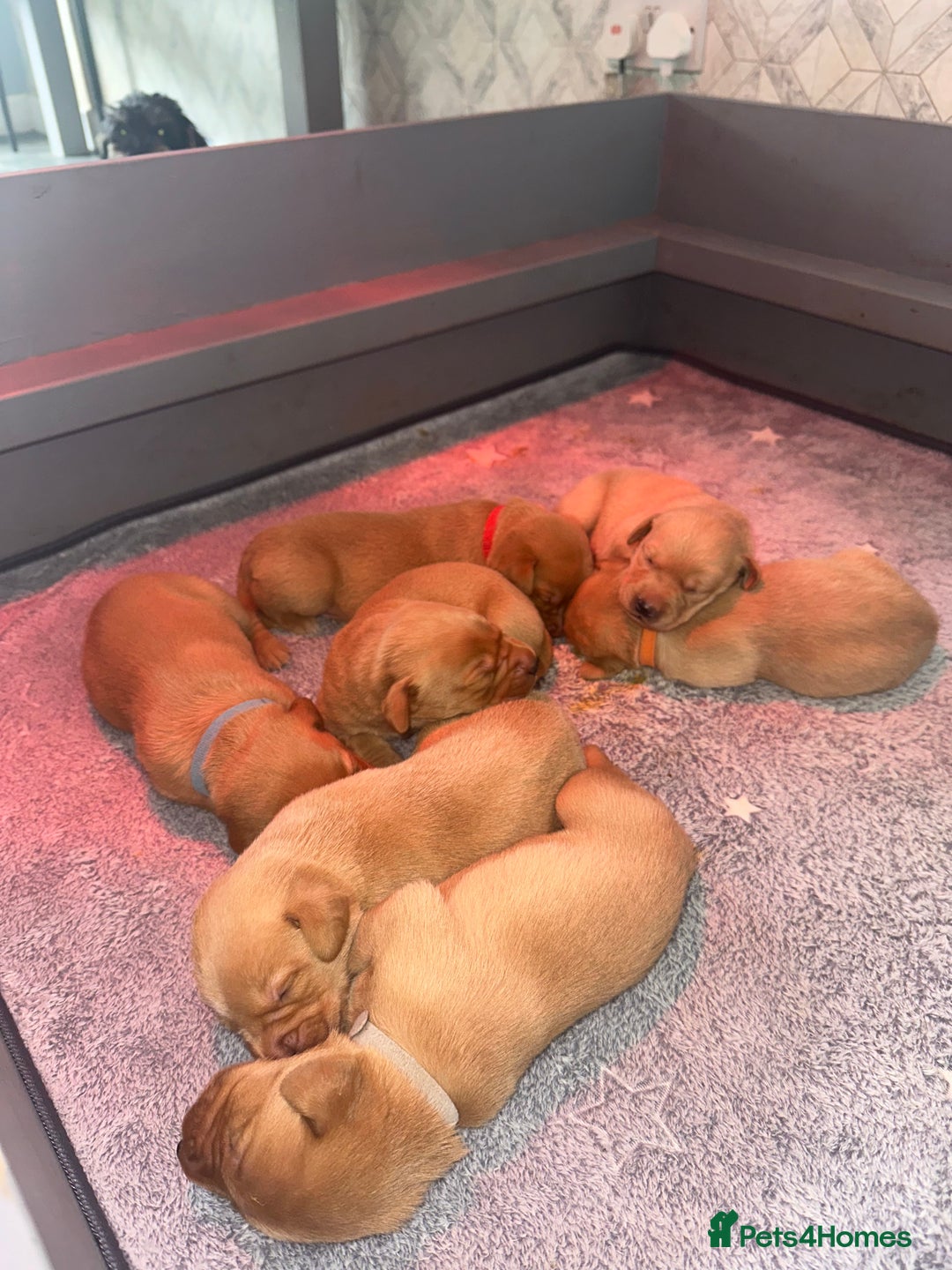 Labrador Retriever dogs for sale: KC Labrador puppies  in Morpeth - Image 12