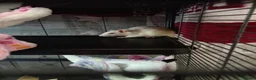 Rat rodents for sale: 3 female baby rats and cage and accessories  - Advert 9