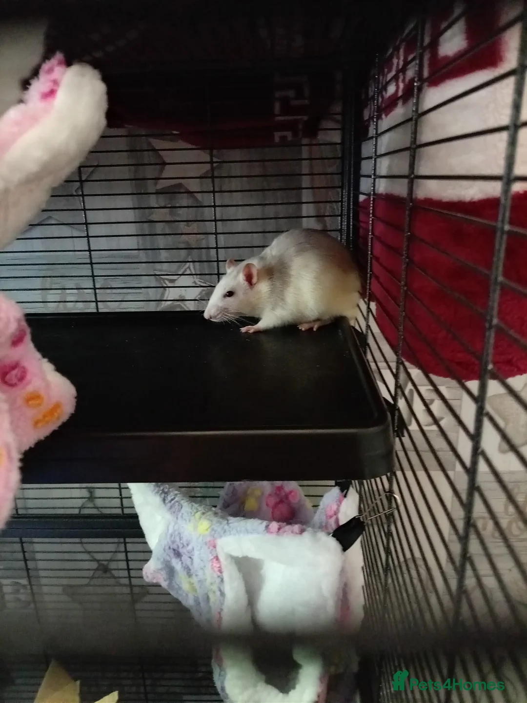 Rat rodents for sale: 3 female baby rats and cage and accessories  - Advert 9