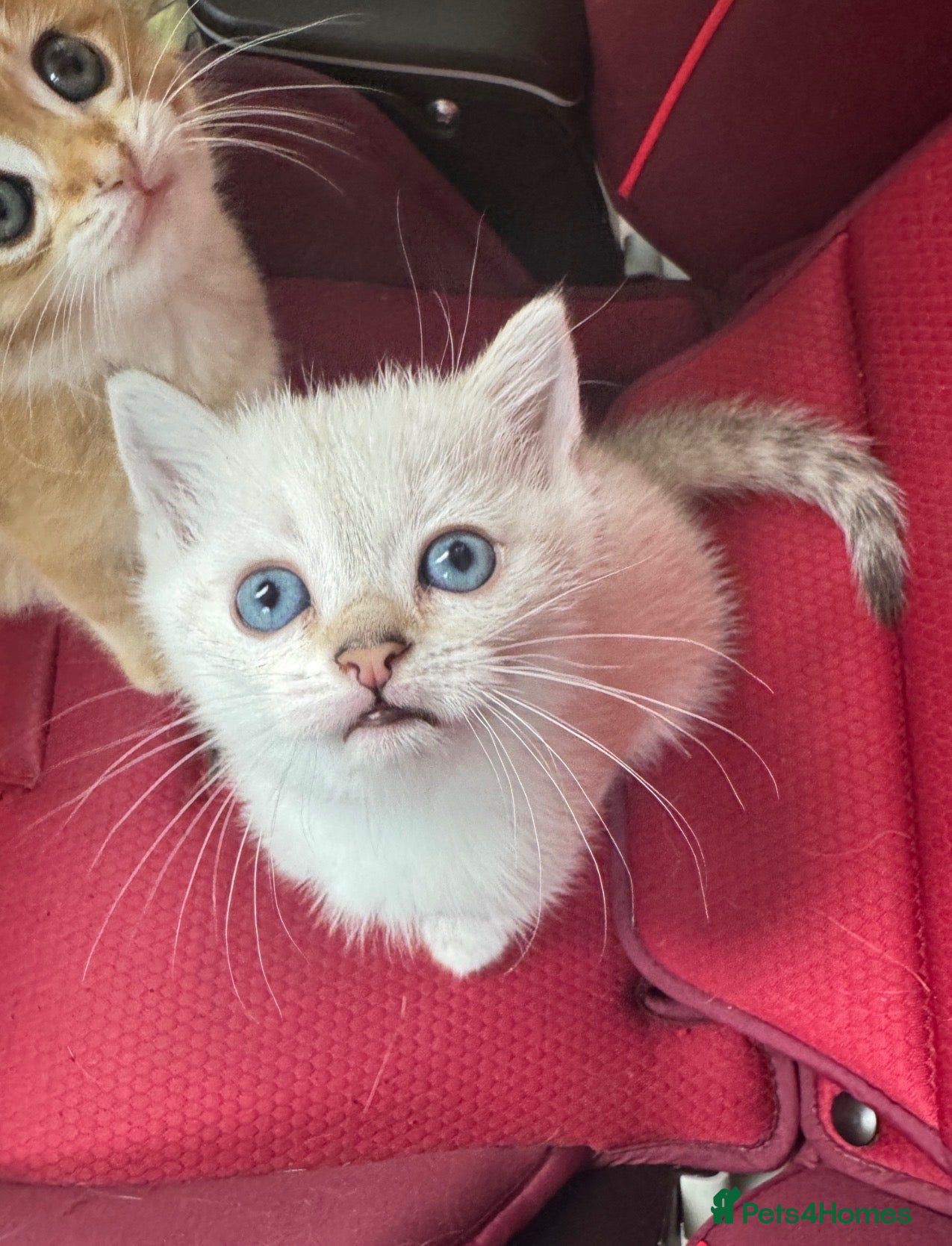 British Shorthair cats ✨🐾🐱 Premium Golden Silver Shaded BSH 🐱🐾✨ - Advert 2
