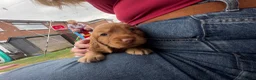 Cocker Spaniel dogs for sale: 3 boy Cocker Spaniels in Wigan - Advert 7