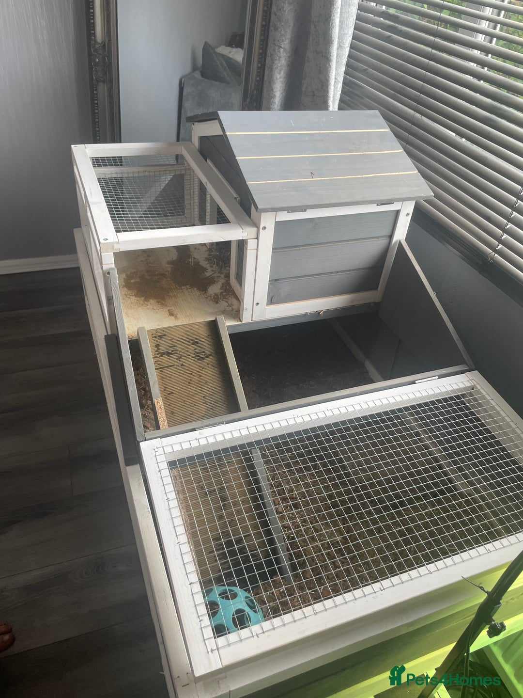 Tortoise reptiles for sale: Testudo hermanni -Herman tortoise  in Heanor - Image 5