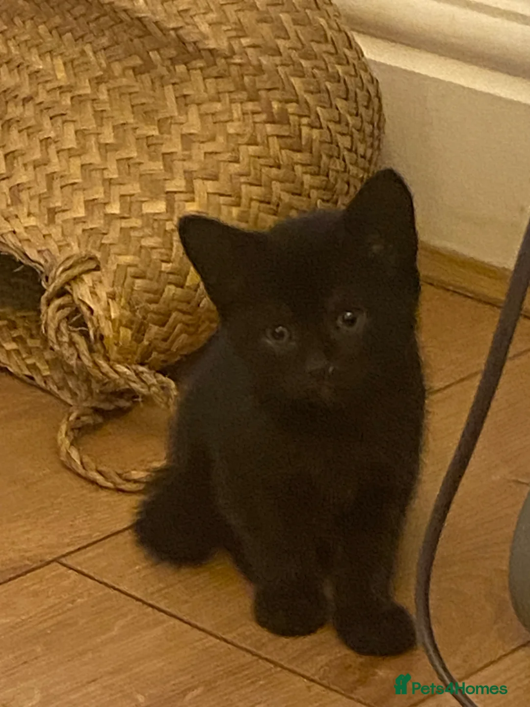 British Shorthair cats for sale: 3 beautiful kittens ready now - Advert 2