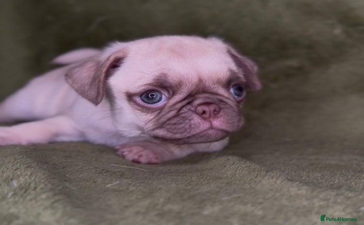 Pug dogs - Advert 8