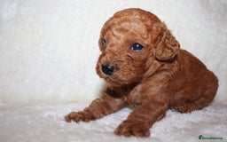 Cavapoo dogs for sale: Fox RED Cavapoo Puppies - Image 11