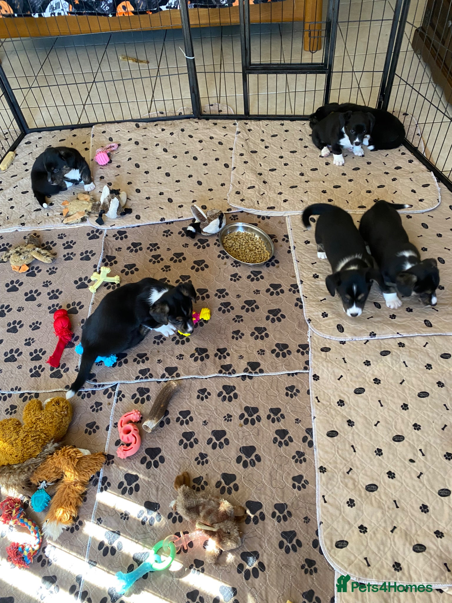 Welsh Corgi Cardigan dogs WELSH CARDIGAN CORGI BABIES - Advert 1