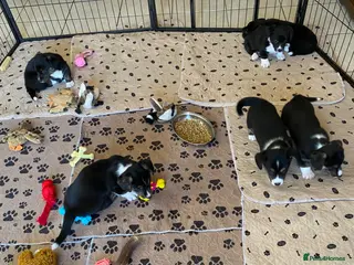 Welsh Corgi Cardigan dogs WELSH CARDIGAN CORGI BABIES - Advert 1