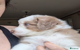 Australian Shepherd dogs for sale: 2 Female Australian Shepherd Puppies - Image 3