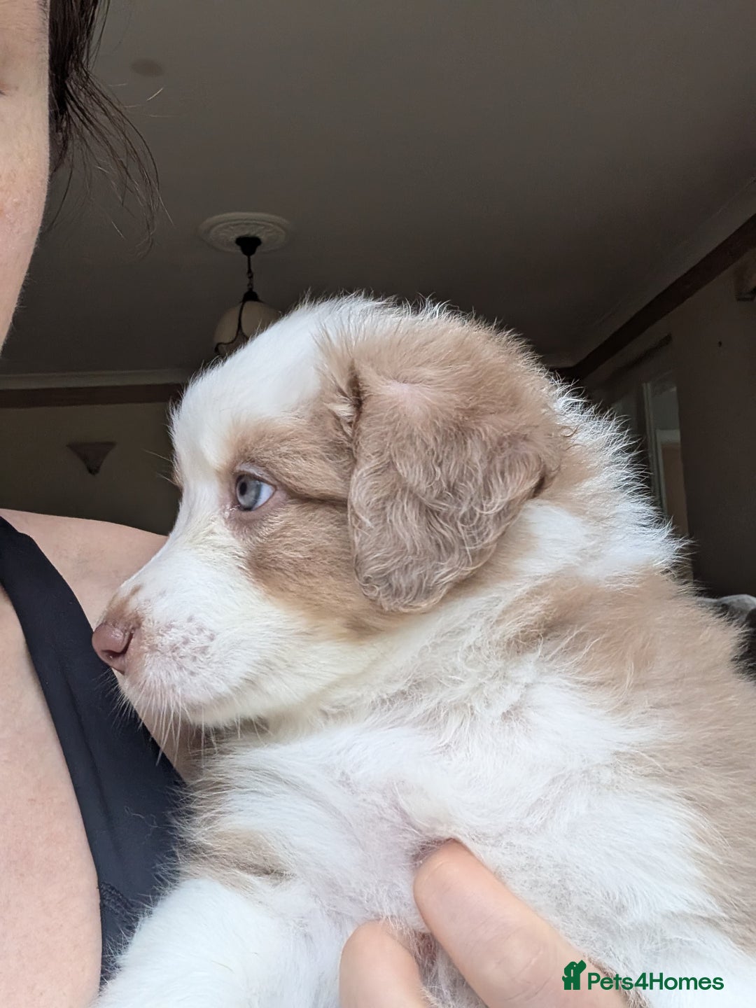Australian Shepherd dogs for sale: 2 Female Australian Shepherd Puppies - Image 3
