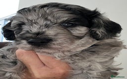 Cavapoo dogs for sale: 🌟HEALTH TESTED F1B CAVAPOO MERLE STUNNING PUPPIES - Image 3