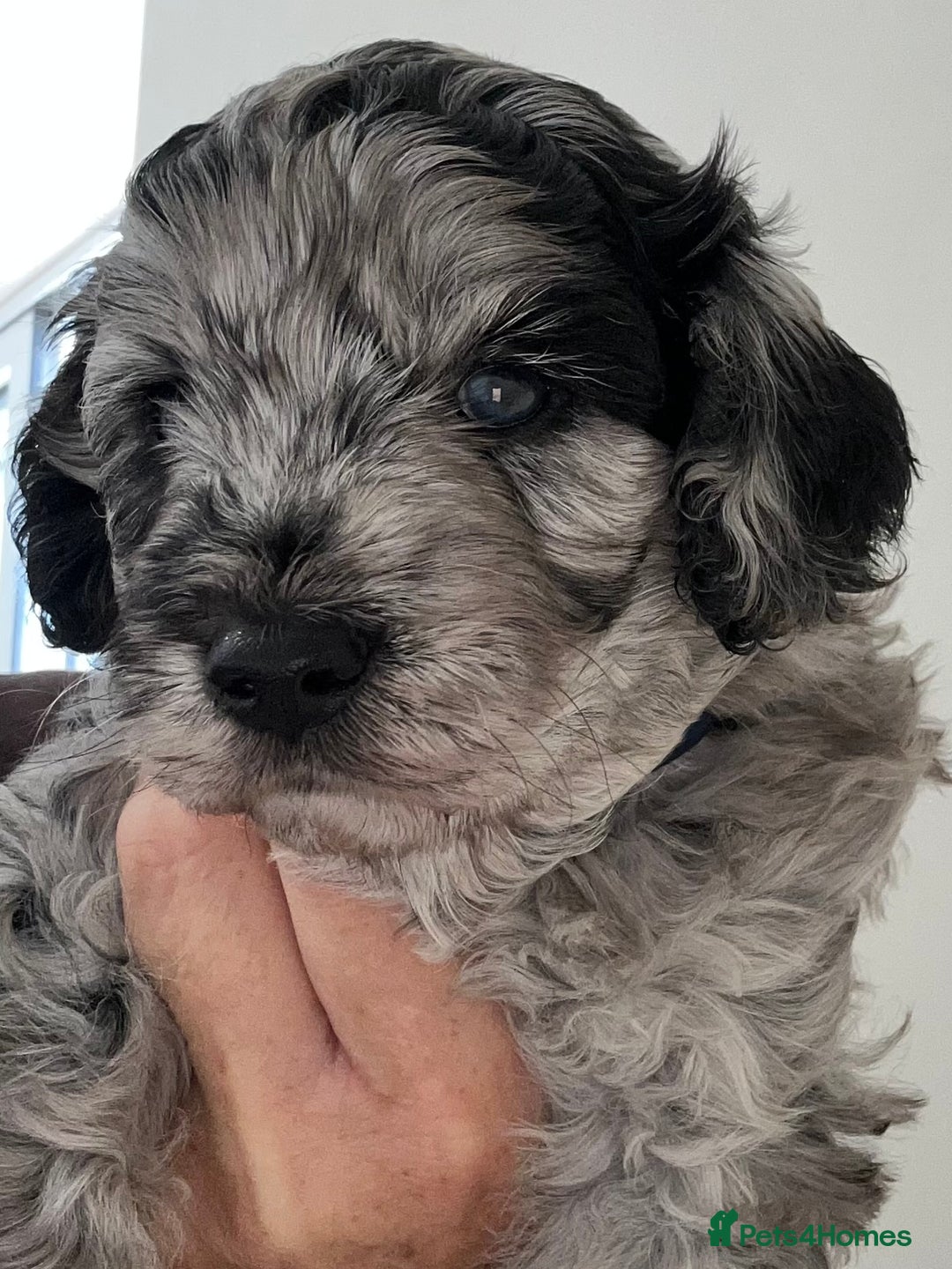 Cavapoo dogs for sale: 🌟HEALTH TESTED F1B CAVAPOO MERLE STUNNING PUPPIES - Image 3