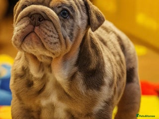 English Bulldog dogs KC Registered EB Pups Fully health Tested Parents - Advert 3