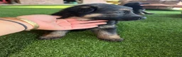 German Shepherd dogs for sale: German shepherd pups - Advert 4