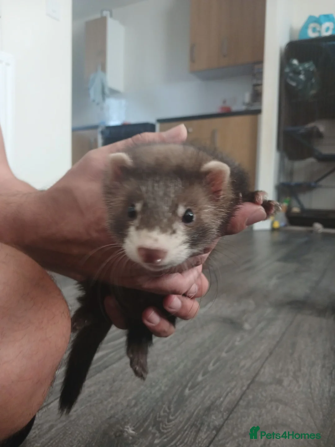 Ferret rodents for sale: Hob ferret  in Northampton - Advert 2