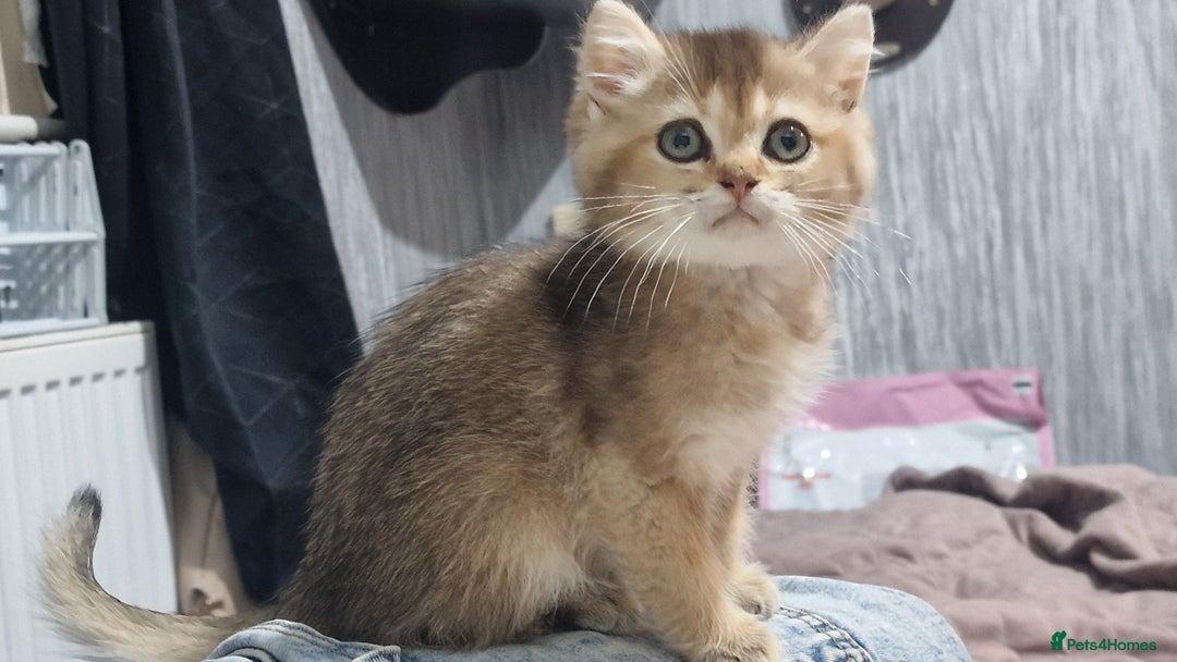 British Shorthair cats for sale: British shorthair pedigree kittens - Advert 17