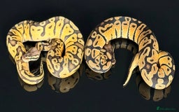 Python Snake reptiles for sale: Royal pythons/ball pythons  - Image 26